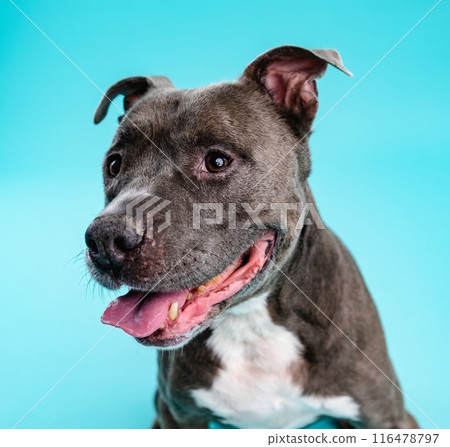 Adorable American Pitbull dog looking away Adorable American Pitbull dog looking away 116478797