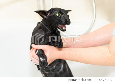 Black funny cat wet in bath Black funny cat wet in bath 116478909