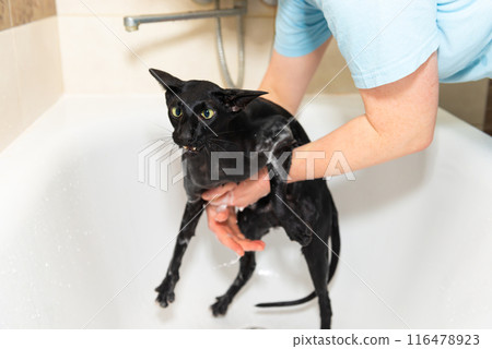 Black funny cat wet in bath Black funny cat wet in bath 116478923