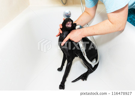 Black funny cat wet in bath Black funny cat wet in bath 116478927