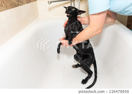 Black funny cat wet in bath Black funny cat wet in bath 116478930