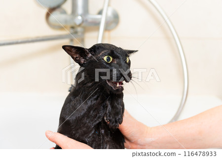 Black funny cat wet in bath Black funny cat wet in bath 116478933