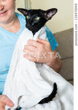 Black cat in towel after bath Black cat in towel after bath 116478949