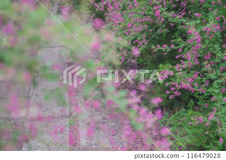 拍攝京都市伏見區正念寺盛開的秋季三葉草叢 116479028