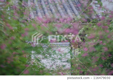拍攝京都市伏見區正念寺盛開的秋季三葉草叢 拍攝京都市伏見區正念寺盛開的秋季三葉草叢 116479030
