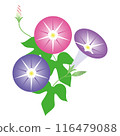 牽牛花例證 116479088