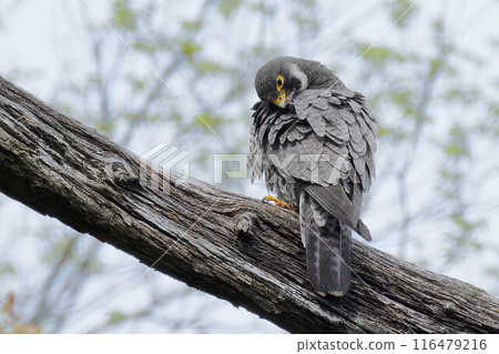一隻遊隼在一棵死樹上梳理羽毛 116479216