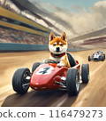 Shiba Inu puppy doing road racing 116479273