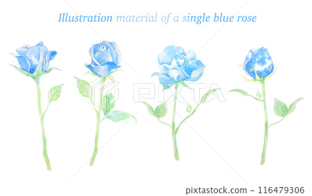Beautiful blue single rose watercolor illustration 116479306