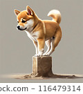 Shiba Inu sitting and looking at the camera 116479314