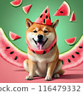 Shiba Inu puppy wants to eat watermelon 116479332
