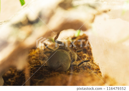 Mexican Red Knee Tarantula Juvenile Spider Molting Mexican Red Knee Tarantula Juvenile Spider Molting 116479352