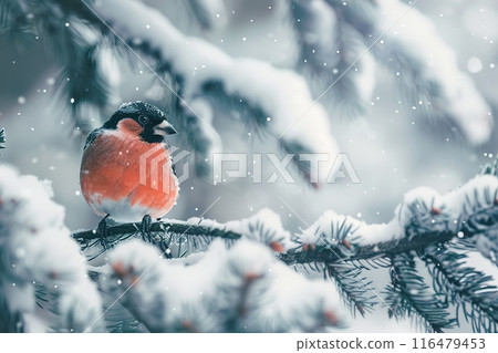 A bright bullfinch bird sits on a spruce branch covered with snow in a winter park 116479453