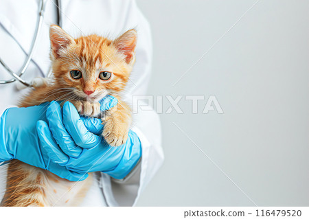 A veterinarian holds a small ginger kitten in his arms. Copy space. 116479520