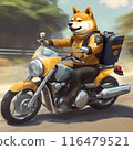 Shiba Inu puppy driving a motorcycle 116479521