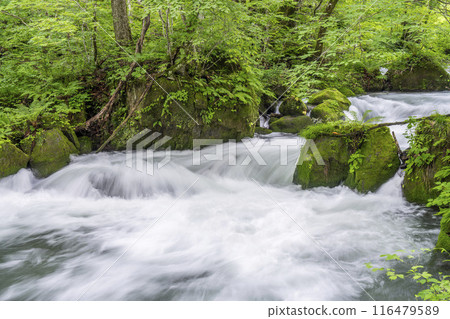 夏季奧入瀨溪阿修羅溪青森縣十和田市 116479589