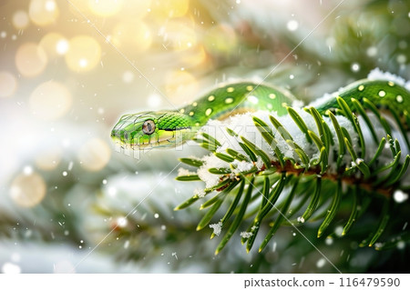 Green snake on a fir branch in the snow on a Christmas background. Year of the snake. Copy space. 116479590