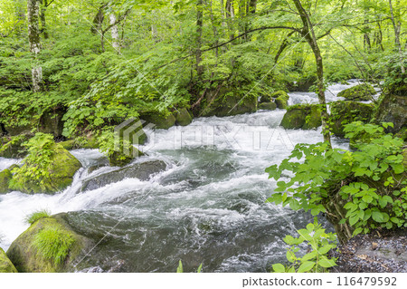 Summer Oirase Stream Asura Stream Towada City, Aomori Prefecture Summer Oirase Stream Asura Stream Towada City, Aomori Prefecture 116479592