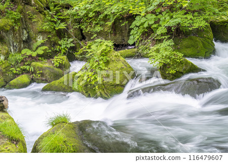 Summer Oirase Stream Asura Stream Towada City, Aomori Prefecture Summer Oirase Stream Asura Stream Towada City, Aomori Prefecture 116479607