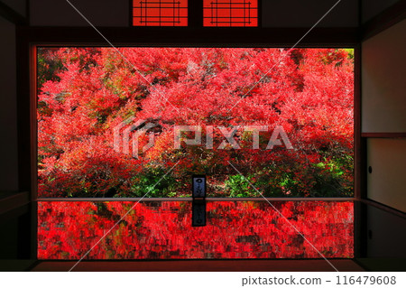 [Hyogo Prefecture] Autumn leaves at Tajima Ankokuji Temple 116479608