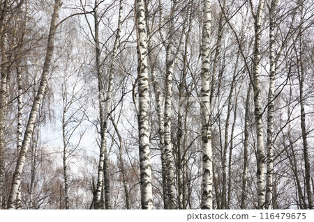 Landscape park in the Moscow region, flowering tree branches, spring April 2022. 116479675