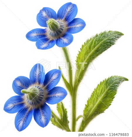 Borage flowers dancing in a vivid blue spiral Borago officinalis Food and Culinary concept 116479883