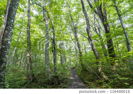Summer Izu-numa Swamp, Path to Swamps, Beech Forest, Towada City, Aomori Prefecture 116480018