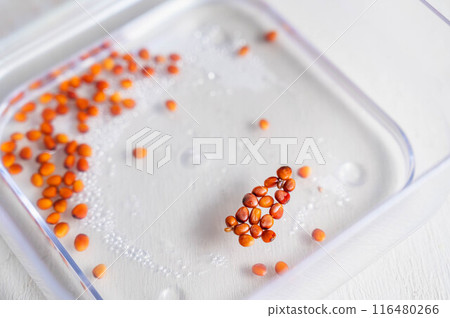 Soaking radish sprout seeds in water - Hydroponic cultivation Soaking radish sprout seeds in water - Hydroponic cultivation 116480266