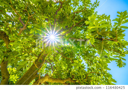 Yokohama cityscape in Japan: Japanese bayberry blossoms against the blue sky... a ray of hope, the flower's meaning is to love only one person, devotion... = July 5th 116480425