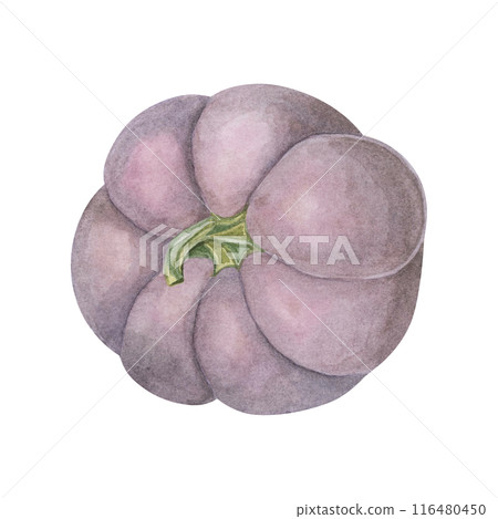 Purple pumpkin watercolor illustration. Pastel colored autumn vegetable. Squash clipart for seasonal modern decor, Thanksgiving cards and invitations, festive merchandise and social media 116480450