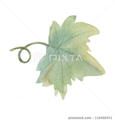 Green leaf of pumpkin or grape wine watercolor illustration. Autumn foliage. Clipart for seasonal modern decor, Thanksgiving cards and invitations, festive merchandise and social media, scrapbooking 116480451