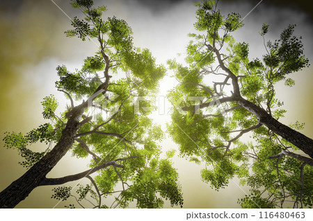 Crowns of forest trees Crowns of forest trees 116480463