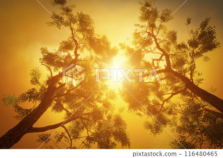 Crowns of forest trees Crowns of forest trees 116480465