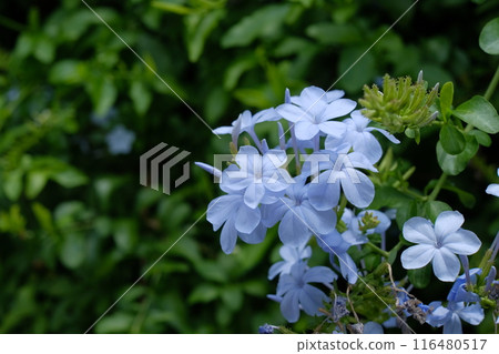 Ruri Matryu flower 116480517