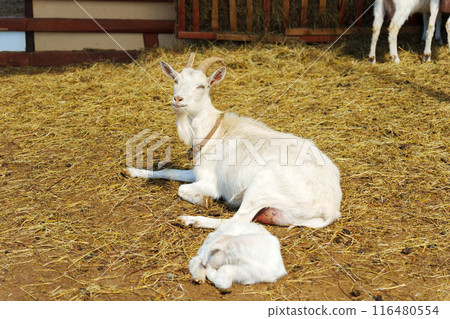 Goat are standing inside a pen on a farm, with each goat looking towards the camera. Goat are standing inside a pen on a farm, with each goat looking towards the camera. 116480554