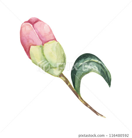 A close-up of a Camellia flower bud with surrounding leaf, depicted in watercolor. The soft pink petals and green foliage are perfect for apparel design, home decor, or digital prints 116480592