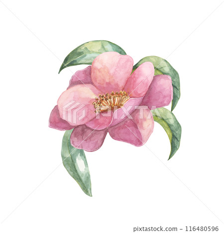 A close-up of a Camellia flower in full bloom with surrounding leaves, depicted in watercolor. The intricate pink petals and lush foliage are perfect for apparel design, home decor, or digital prints 116480596