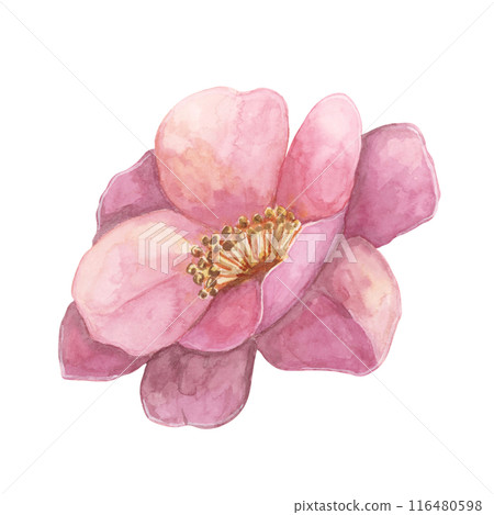 Camelia japonica in watercolor. Single fully bloomed flower with pink petals. Clipart for canvas art, phone cases, textile design, wedding invitations, wall decals, greeting cards, cosmetics 116480598