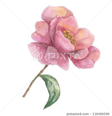 Camelia japonica in watercolor. Single pink fully bloomed flower with leaves. Clipart for canvas art, phone cases, textile design, wedding invitations, wall decals, greeting cards, cosmetics Camelia japonica in watercolor. Single pink fully bloomed flower with leaves. Clipart for canvas art, phone cases, textile design, wedding invitations, wall decals, greeting cards, cosmetics 116480599
