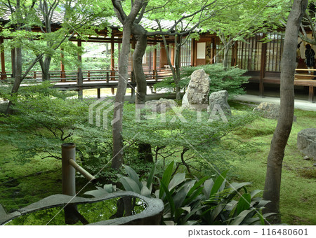 建仁寺北條庭院紫苑岩 建仁寺北條庭院紫苑岩 116480601