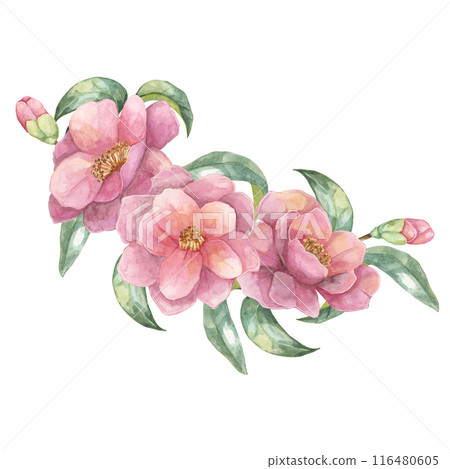 Three Camelia japonica flowers with green leaves and buds in watercolor. Hand-drawn Clipart of pink blooming flowers, composition for greeting cards, tote bags, wedding invitations, wall decals Three Camelia japonica flowers with green leaves and buds in watercolor. Hand-drawn Clipart of pink blooming flowers, composition for greeting cards, tote bags, wedding invitations, wall decals 116480605