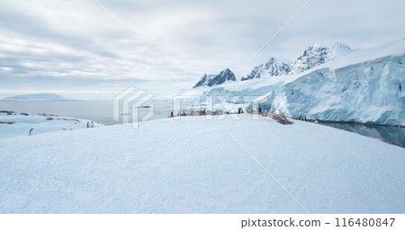 Penguins nesting on Antarctica coastline. Sea birds colony stand together on top of snow covered hill rock. Polar wildlife penguins behaviors in cold environment. Antarctica travel and exploration Penguins nesting on Antarctica coastline. Sea birds colony stand together on top of snow covered hill rock. Polar wildlife penguins behaviors in cold environment. Antarctica travel and exploration 116480847