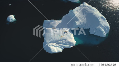 Aerial flight over Arctic seals on drifting glacier. Iceberg melting in polar water. Wildlife in Antarctica. Conservation of endangered species. Ecology, climate change and global warming concept. 116480856