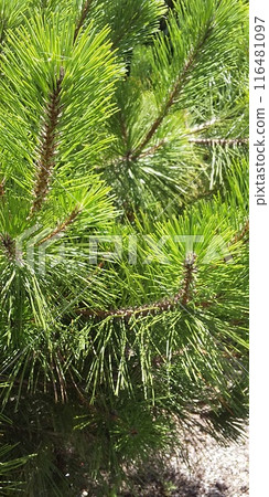 Pine needle Pine needle 116481097