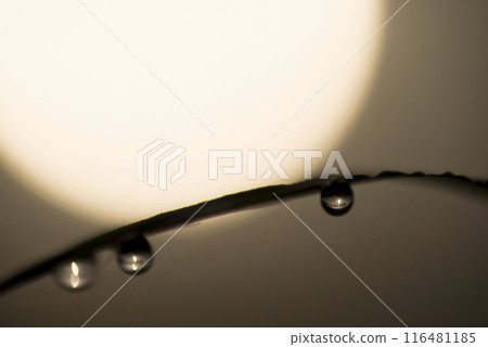 Ohisama 和圓點 116481185