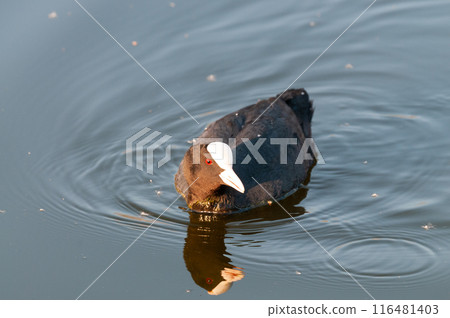 Eurasian coot in East Flanders 116481403