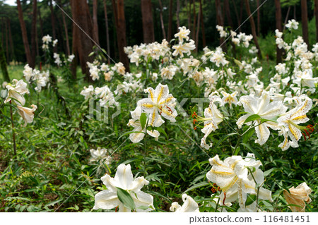 松林中盛開的百合花 松林中盛開的百合花 116481451