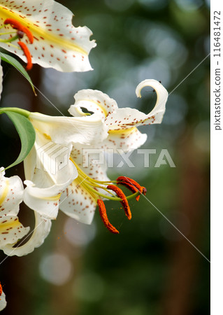 Lilies in full bloom in the pine forest 116481472