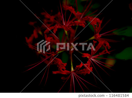 The enchanting spider lily The enchanting spider lily 116481584