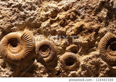 Ammonite 116481589